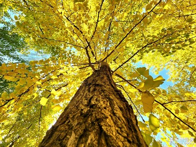 【深秋印象】一葉秋色