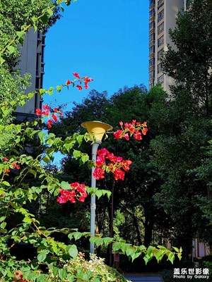 一枝花綻入窗臺