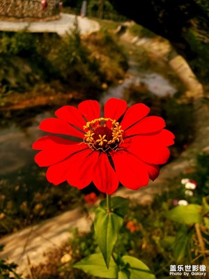 三星手機(jī)拍攝小景還是不錯(cuò)的