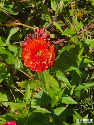 【深秋印象】+?小花知秋