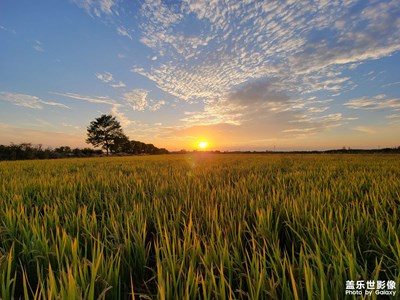 【深秋印象】+郊野公園秋色