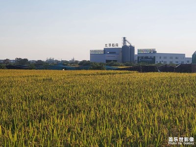 南京市六合區(qū)的艾津稻園，景色不錯(cuò)！