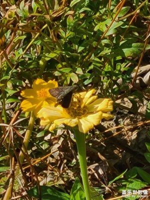 小花上的小蝴蝶