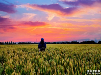 秋收的季節(jié)