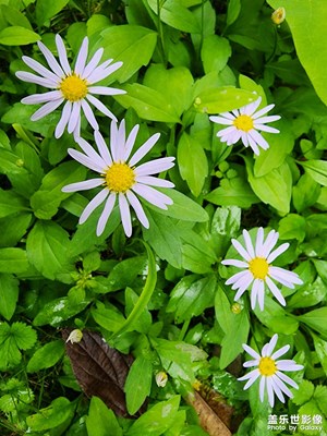 翠綠欲滴，動(dòng)人心弦