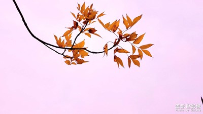 秋如畫