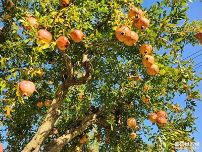 【深秋印象】+ 收獲