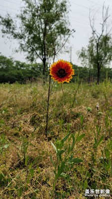 【好風(fēng)光】+ 花
