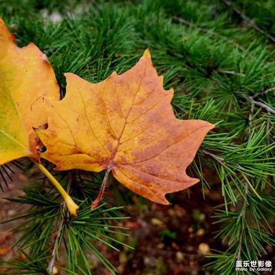 一葉落而知天下秋