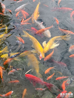 游來(lái)游去的魚