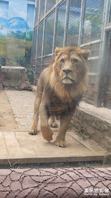 動(dòng)物園