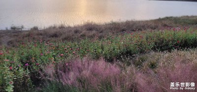 日常隨拍之（秋色）