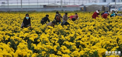 菊花美！