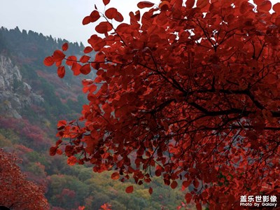 【好風光】紅葉滿山