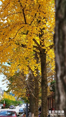 【多彩生活】+銀杏