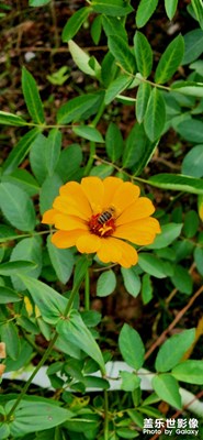 隨手一拍，花都是畫！