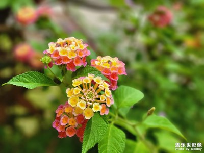 風(fēng)景不常在