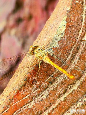 這個蜻蜓挺配合的
