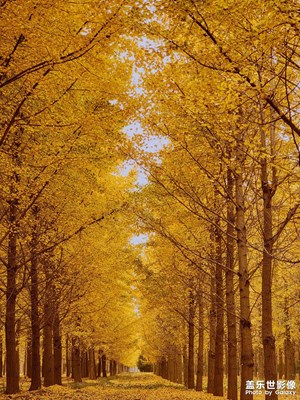 秋之姿——銀杏林