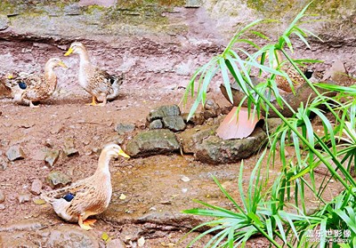 鄉(xiāng)村交響曲