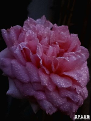 家門口的玫瑰花