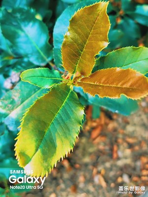 來點(diǎn)萊卡味道