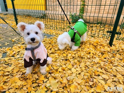 【秋去冬來】+?金色的銀杏是秋天最后的倔強(qiáng)