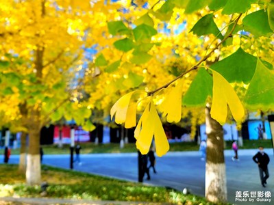 【秋去冬來】樓宇之間的小森林