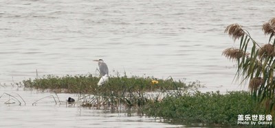 封城前的長焦留影(30倍+10倍+3倍)