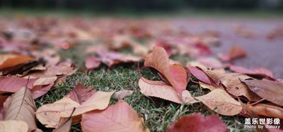 飄零的落葉??………