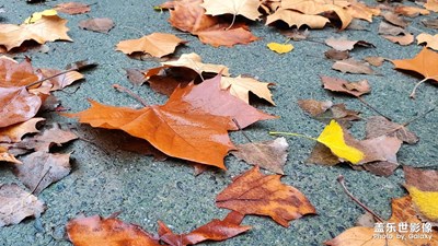 【秋去冬來】落葉