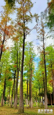 立冬后的秋景，立冬后的高溫艷陽天??????