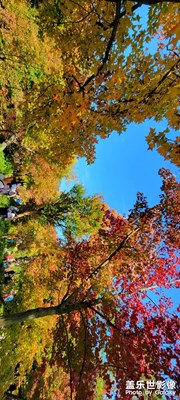 蘇州天平山楓葉??