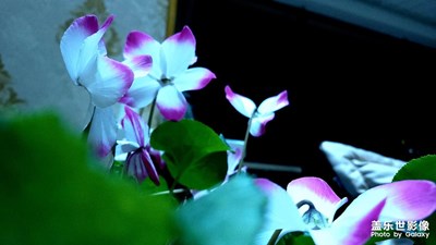 仙客來