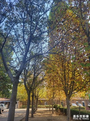 【秋去冬來】+?晚秋