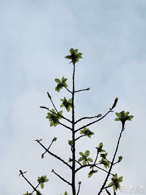 滿園春色關(guān)不住