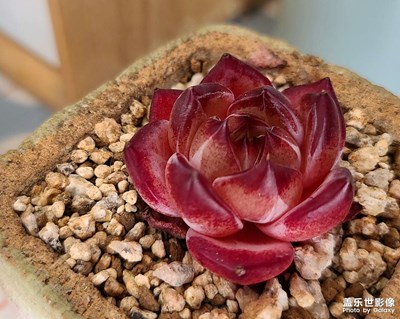 【初冬的景象】+曬美肉