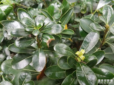 【初冬的景象】+ 隨拍