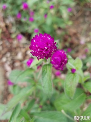 【初冬的景象】 綠意盎然