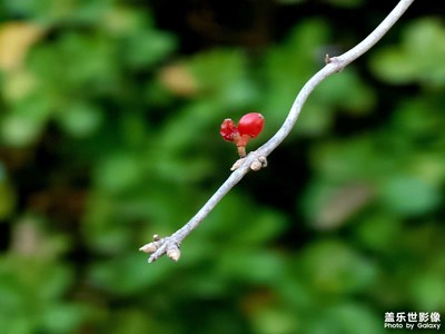 【初冬的景象】紅果迎冬