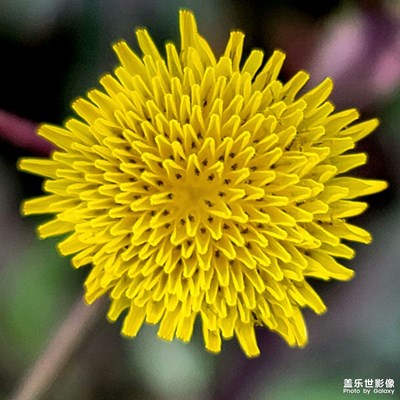 【生活的色彩】+?隨拍的小花