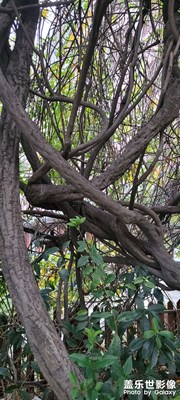 紫藤，有80多年了