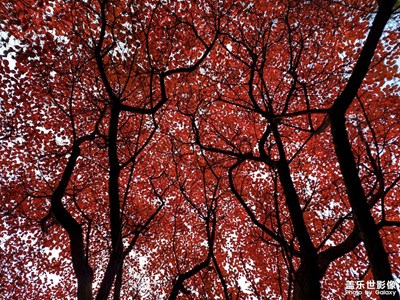 【生活的色彩】紅與黑