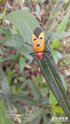 ¨?  ???? ? ???? ?????星期天的下午，