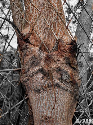 向上生長(zhǎng)