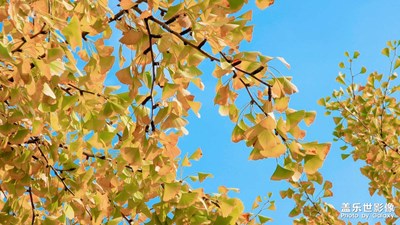 您瞧 一陣秋風吹過