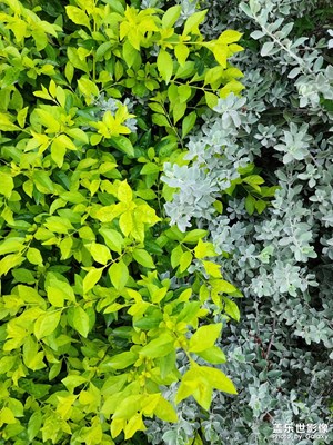 陰陽(yáng)樹(shù)