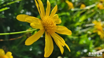 【生活的色彩】+ 那一抹黃