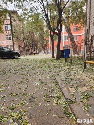 大雪節(jié)氣，黃葉遍地