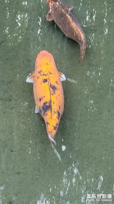 趵突泉.魚墩墩